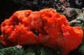  Dragmacidon reticulata (Red Clump Sponge)